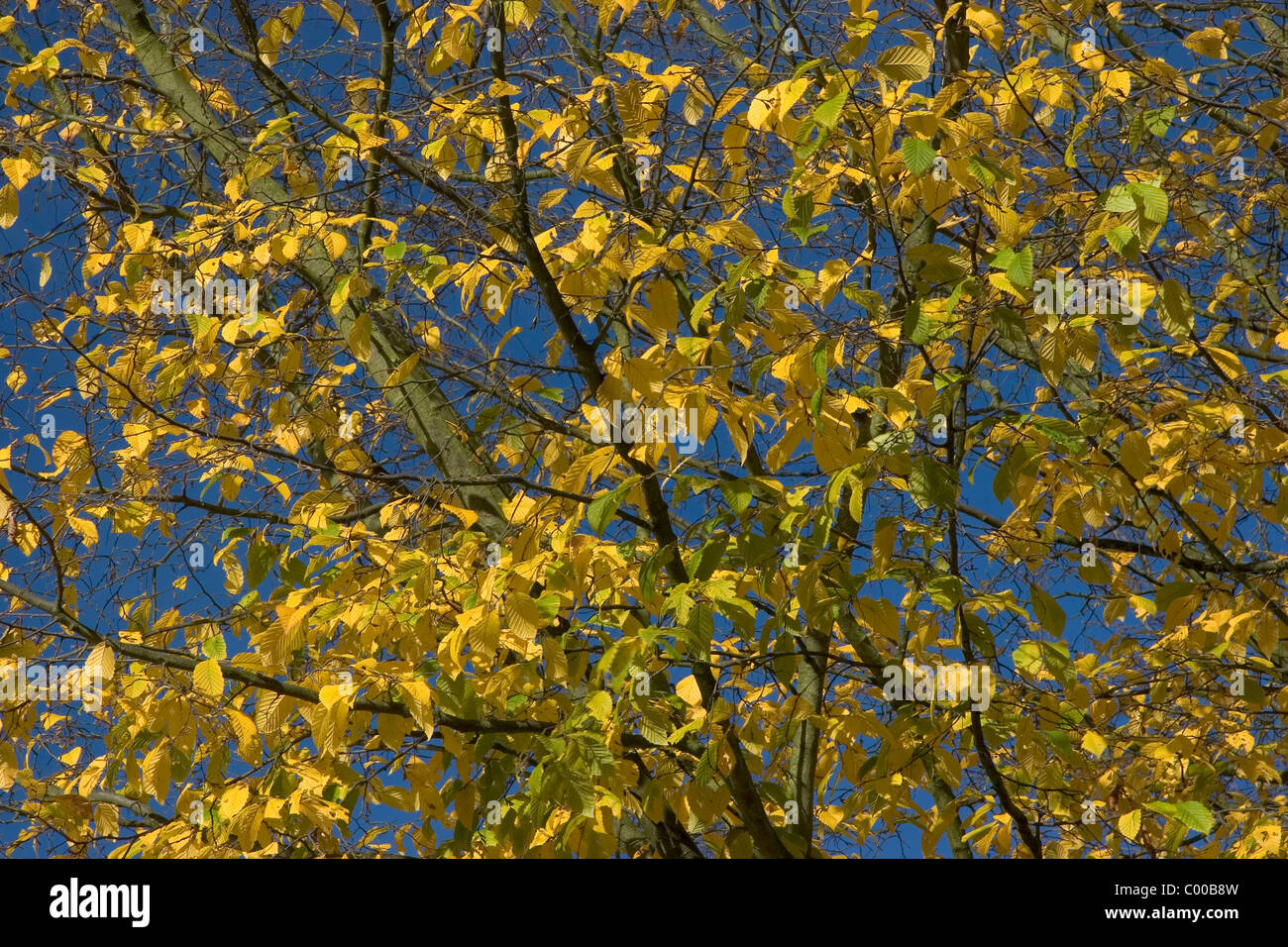 Buche im Herbst, Buchenblaetter, Fagus sylvatica, Beech Tree in autumn Stock Photo