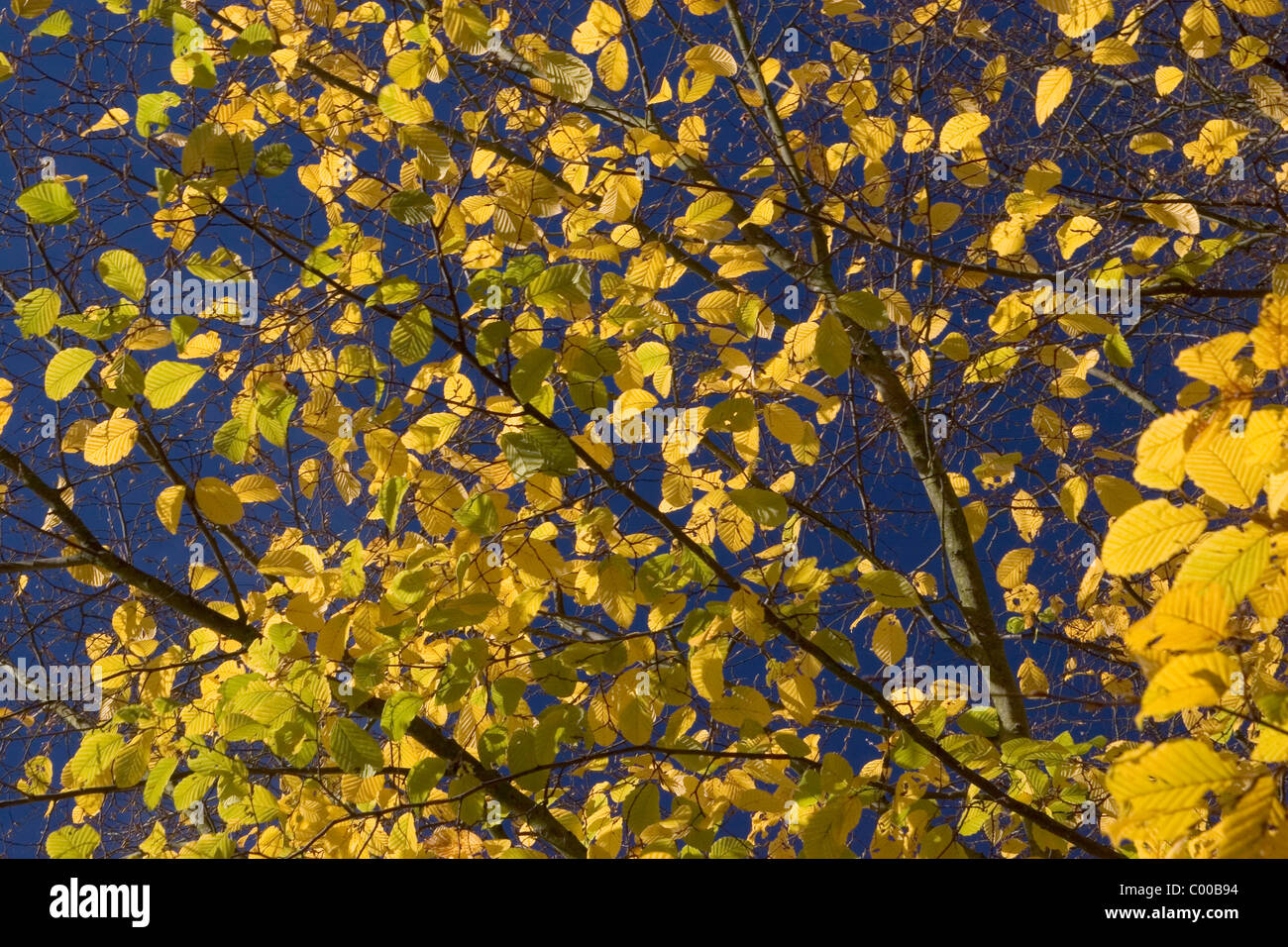 Buche im Herbst, Buchenblaetter, Fagus sylvatica, Beech Tree in autumn Stock Photo