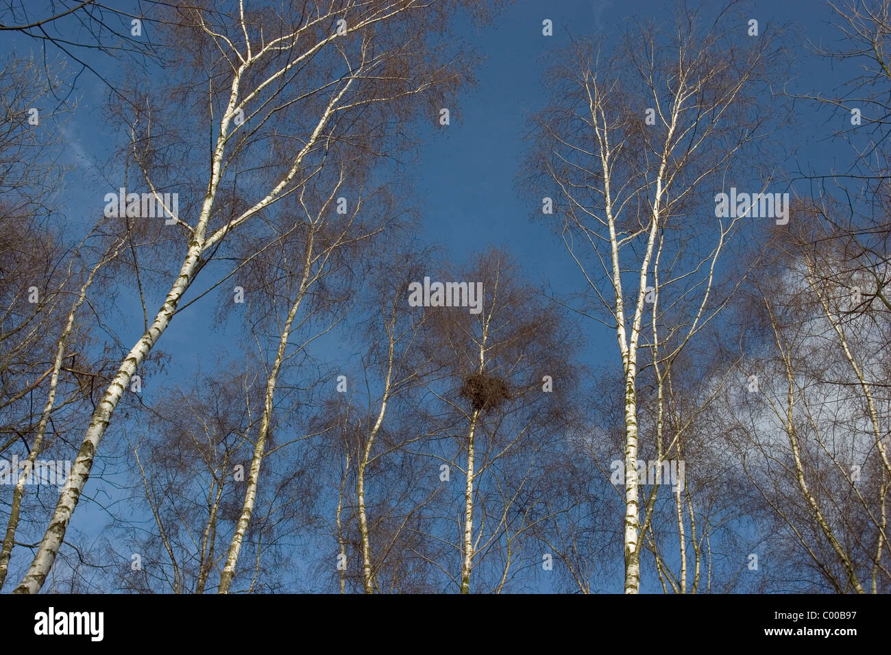 Birkenwald mit Nest eines Maeusebussardes, Betula, Birch forest with nest of a Common Buzzard Stock Photo