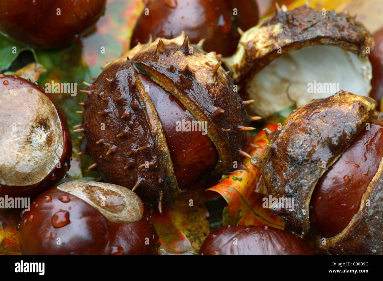 Gemeine Rosskastanien, Fruechte, Aesculus hippocastanum, Horse chestnut, Fruits Stock Photo