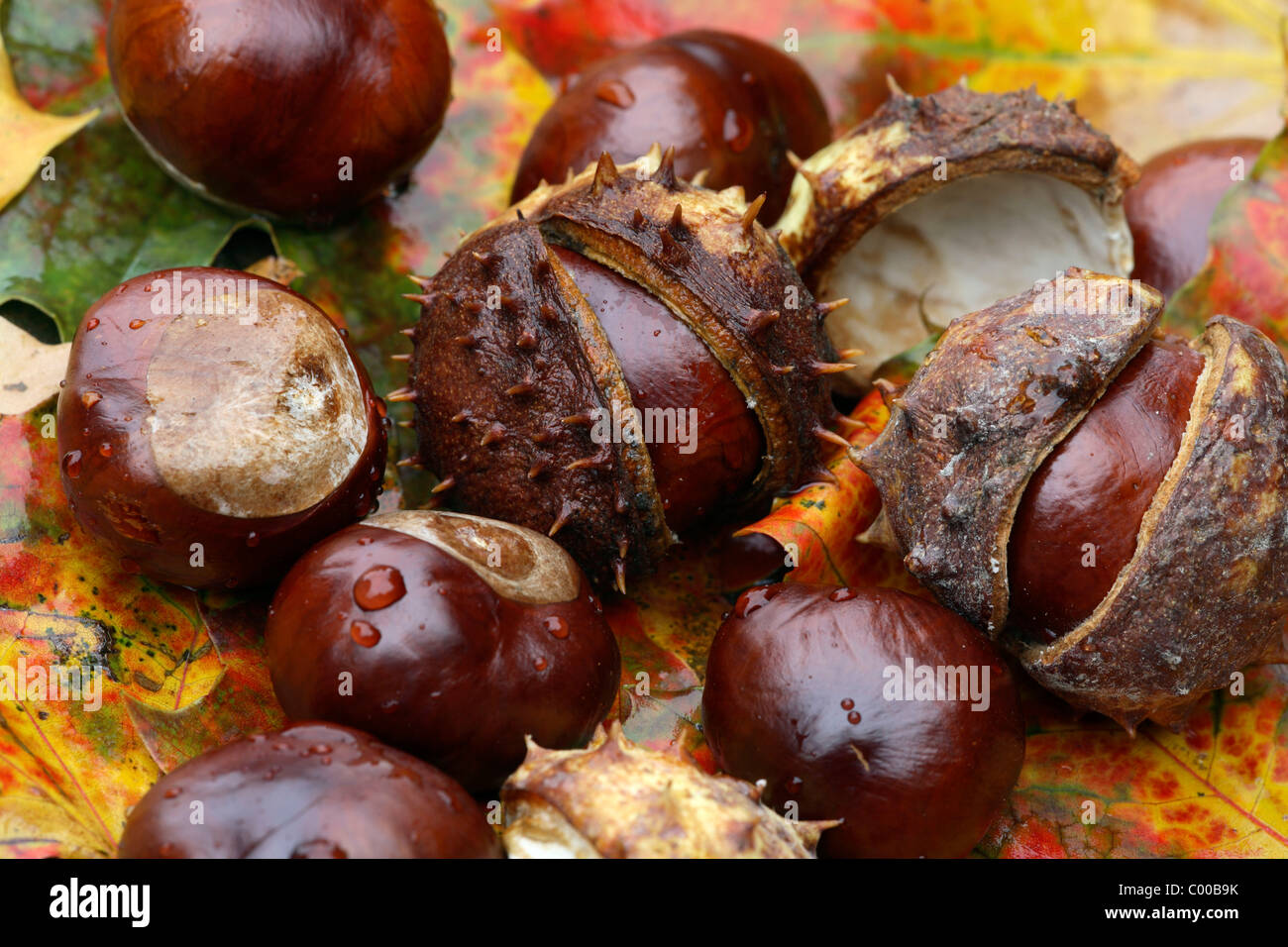 Gemeine Rosskastanien, Fruechte, Aesculus hippocastanum, Horse chestnut, Fruits Stock Photo
