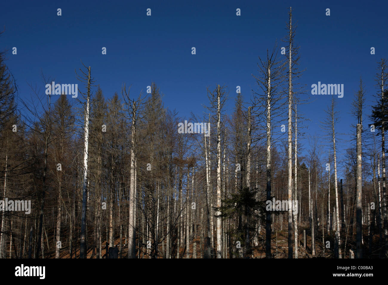 Bergfichten abgestorbene, Picea abies, Pine Tree, NP Bayerischer Wald, Bayern, Bavaria, Deutschland, Germany Stock Photo