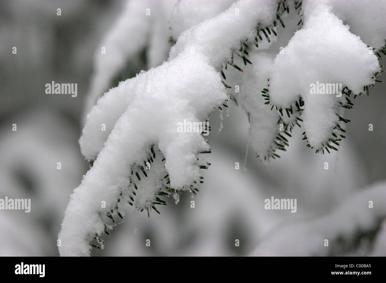 Bergfichte im Winter, junge, Pica Abies, Pine tree in winter, NP Bayerischer Wald, Bayern, Bavaria, Deutschland, Germany Stock Photo