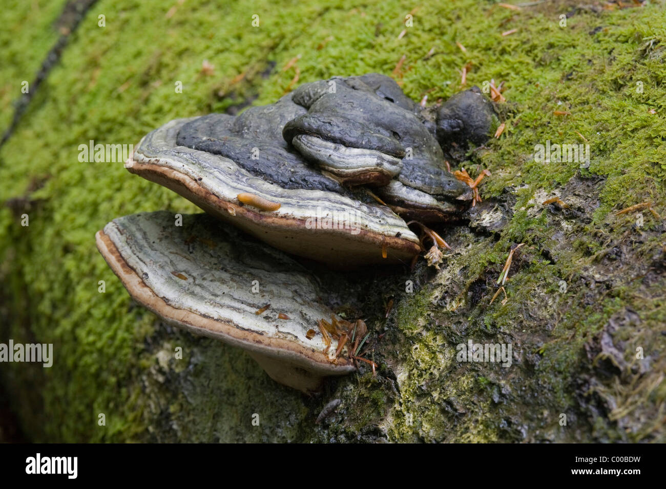 Porlinge an eine abgestorbenen Bergfichte, Polyporus, Dead spruce, Primeval forest, Urwaldgebiet Mittelsteighuette Stock Photo