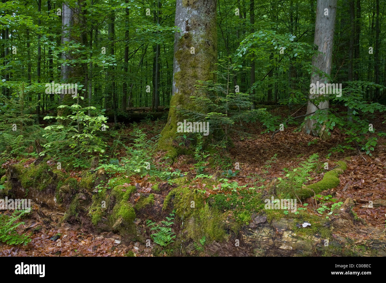 primeval german forest roots Stock Photo