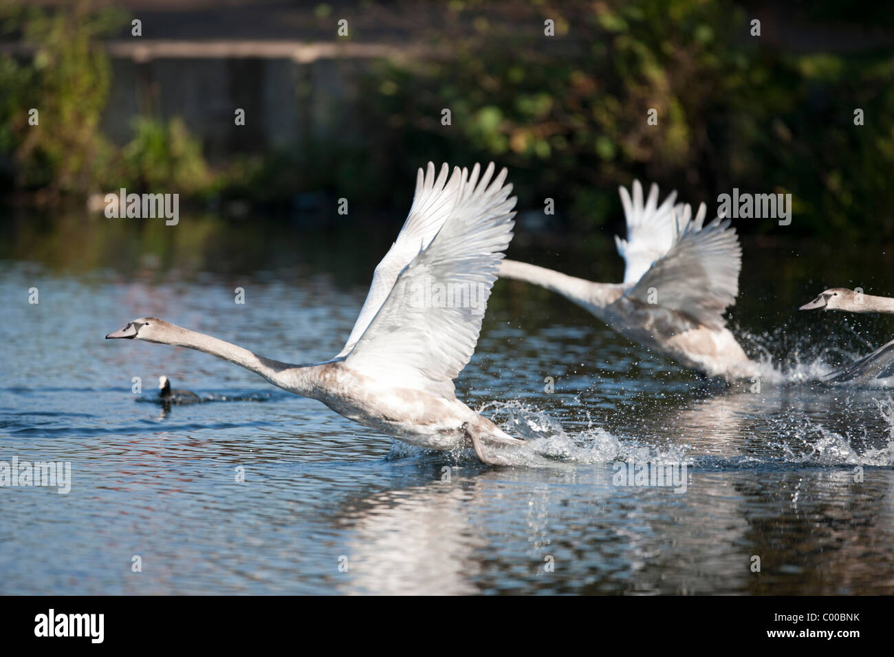 A bevy of Swans taking to flight from the water Stock Photo