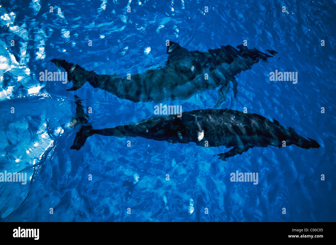 Two Spinner Dolphins In Ocean Stock Photo