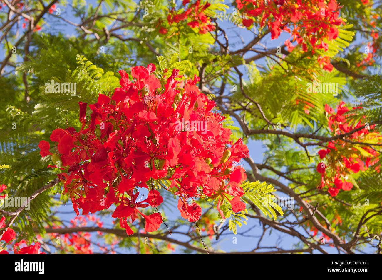 red flame from Mauritius (The Royal Poinciana) Stock Photo