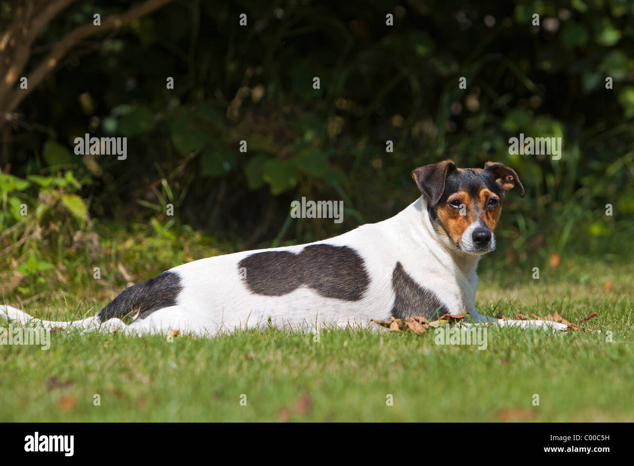 Danish Swedish Farmdog - lying on meadow Stock Photo