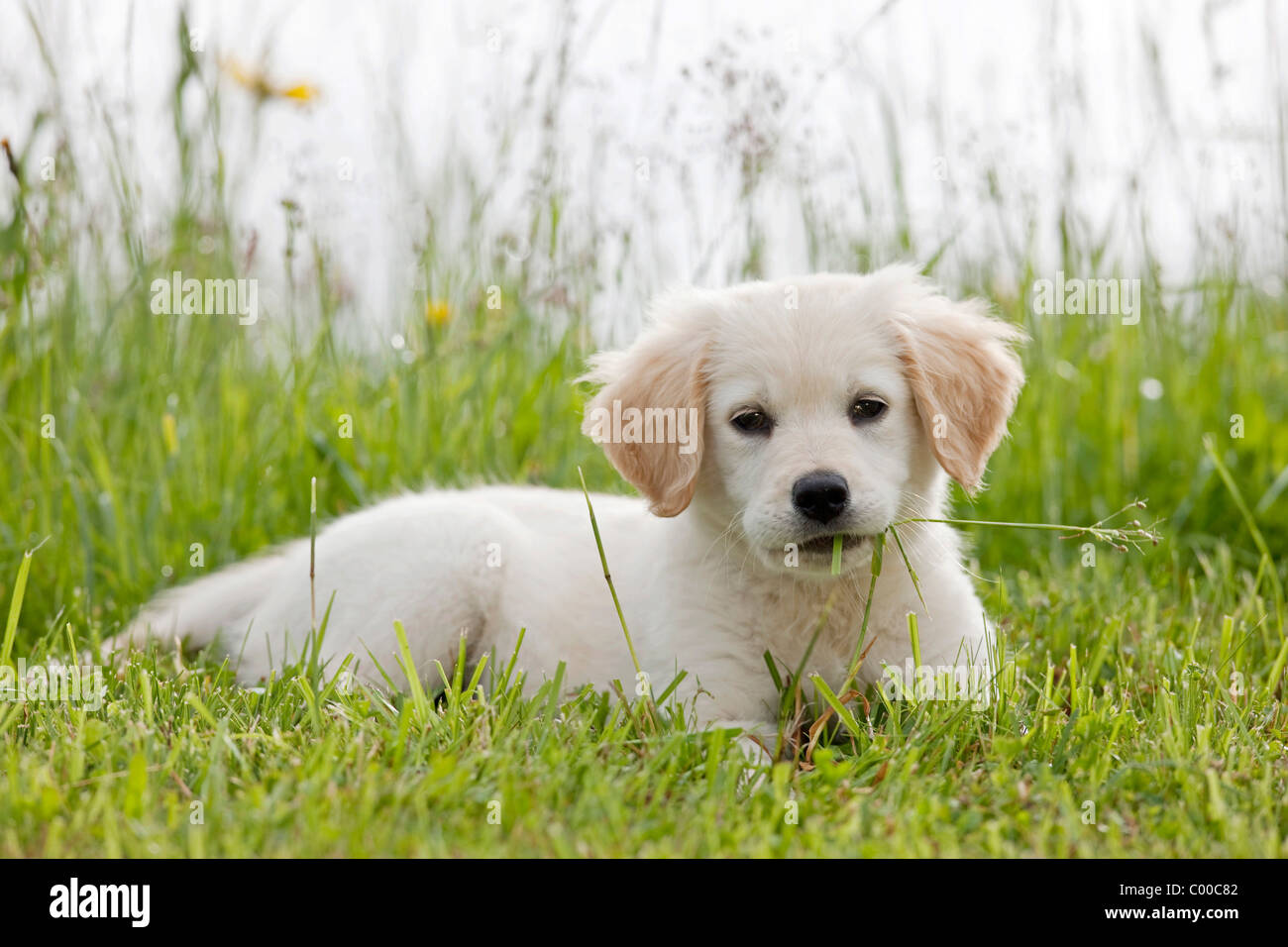 Golden Retriever dog - puppy lying on meadow Stock Photo - Alamy