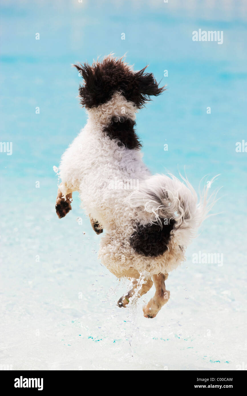 Spanish Water Dog jumping into water Stock Photo Alamy