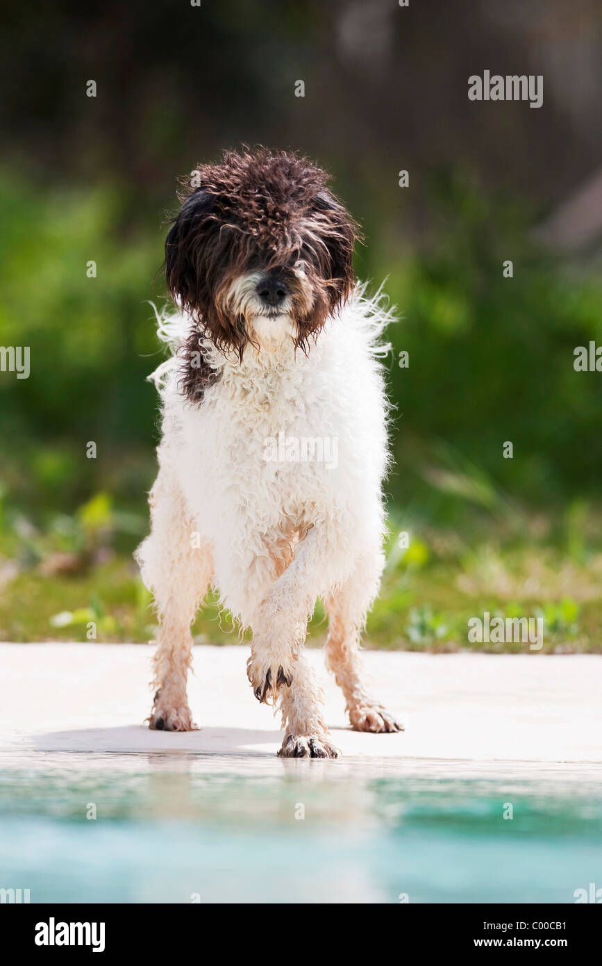 Spanish Water Dog - standing at water Stock Photo