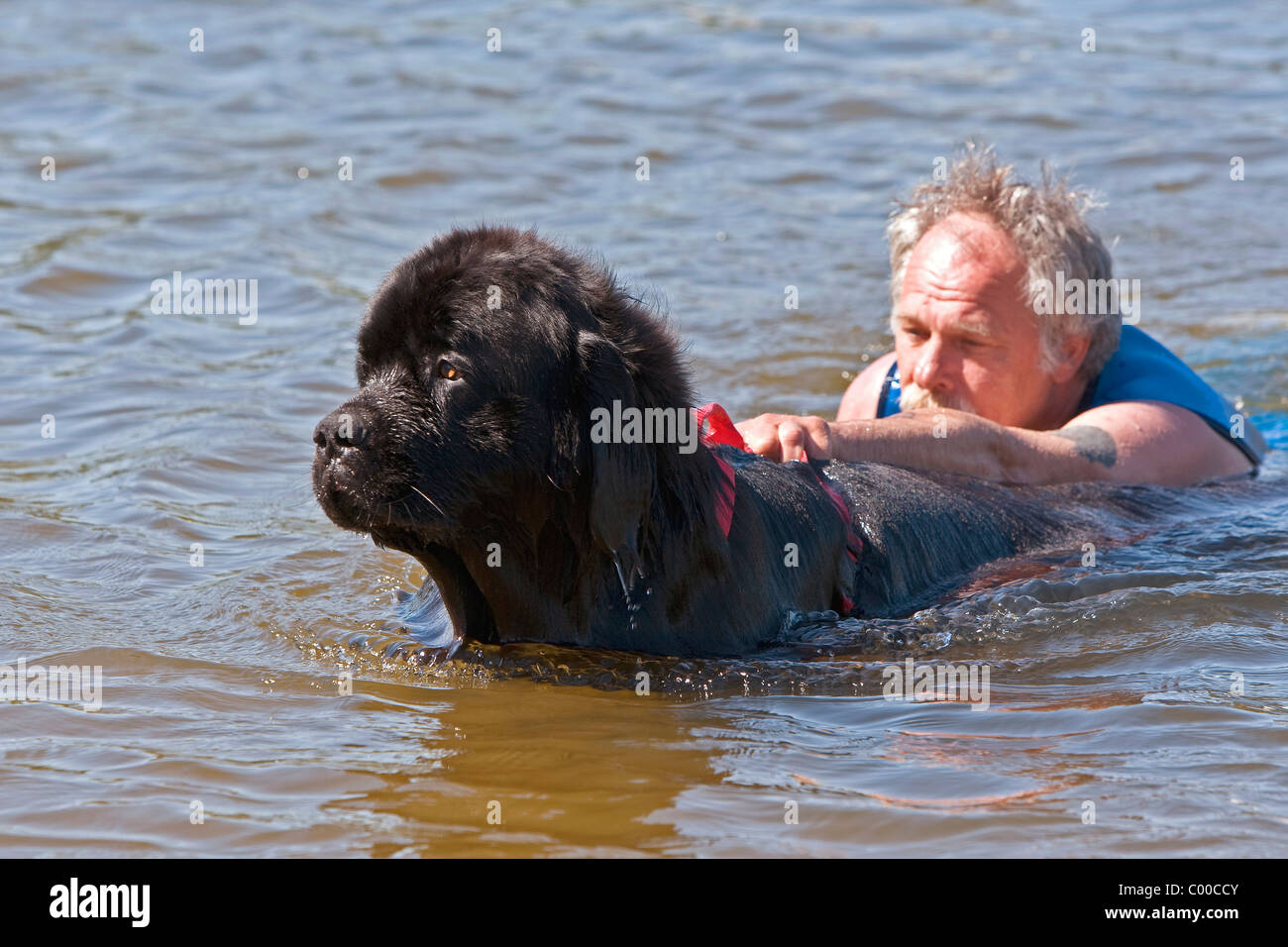 Newfoundland Dog rescuing person from drowning Stock Photo