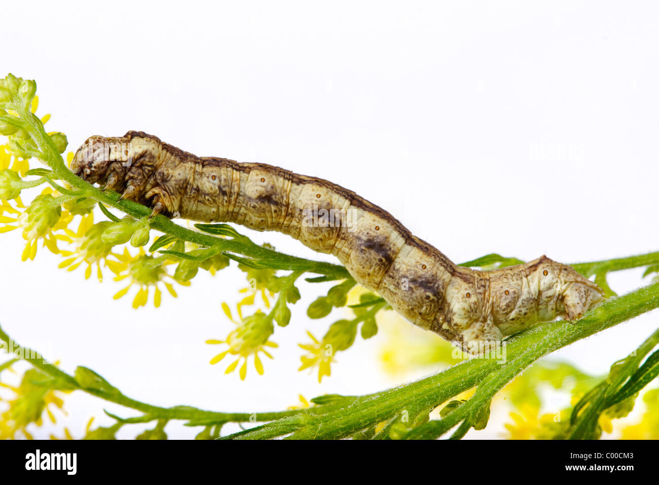 Scalloped Oak - caterpillar / Crocallis elinguaria Stock Photo