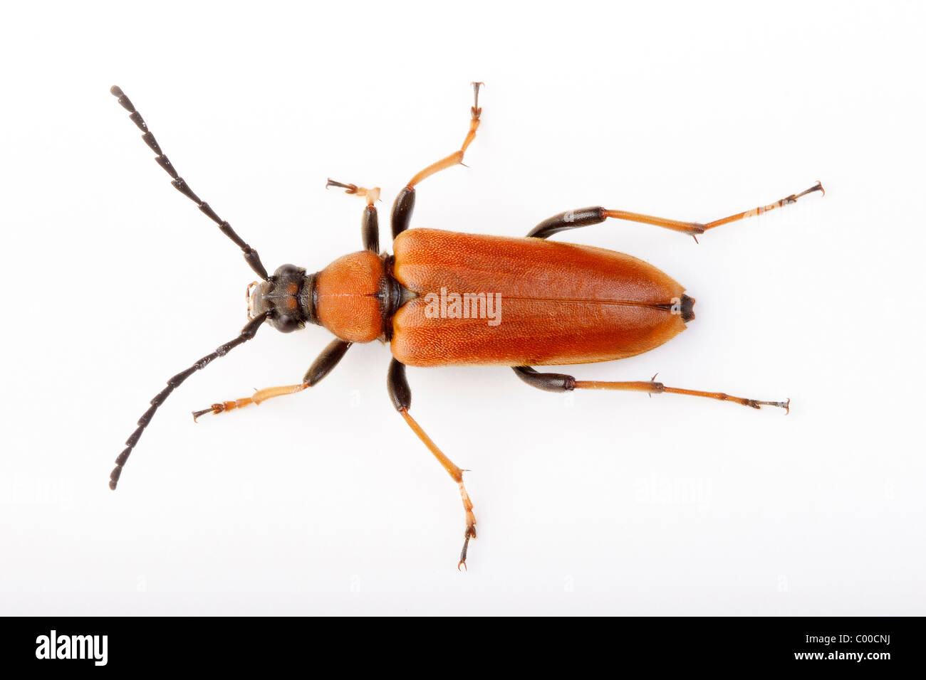 long-horned beetle - cut out / Corymbia rubra Stock Photo