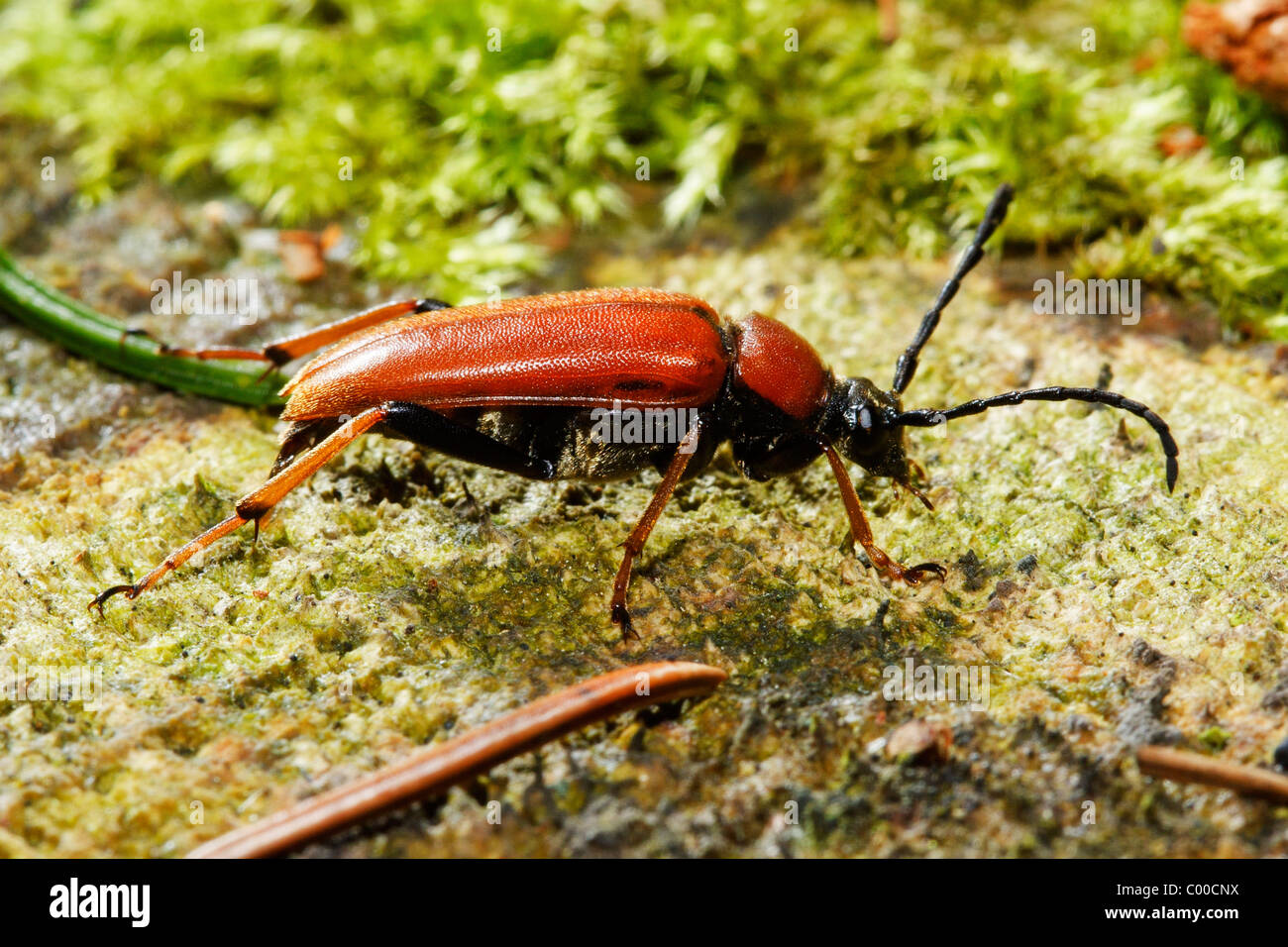 long-horned beetle / Corymbia rubra Stock Photo