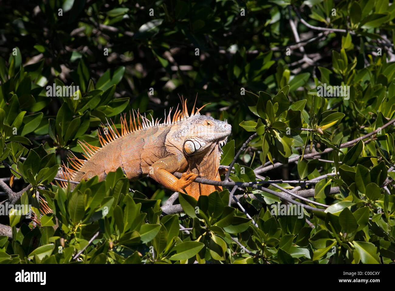 Mature male Green Iguana, invasive species, Florida Keys, Florida Stock Photo