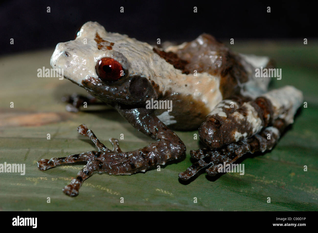 Lichen frog Theloderma asperum Stock Photo