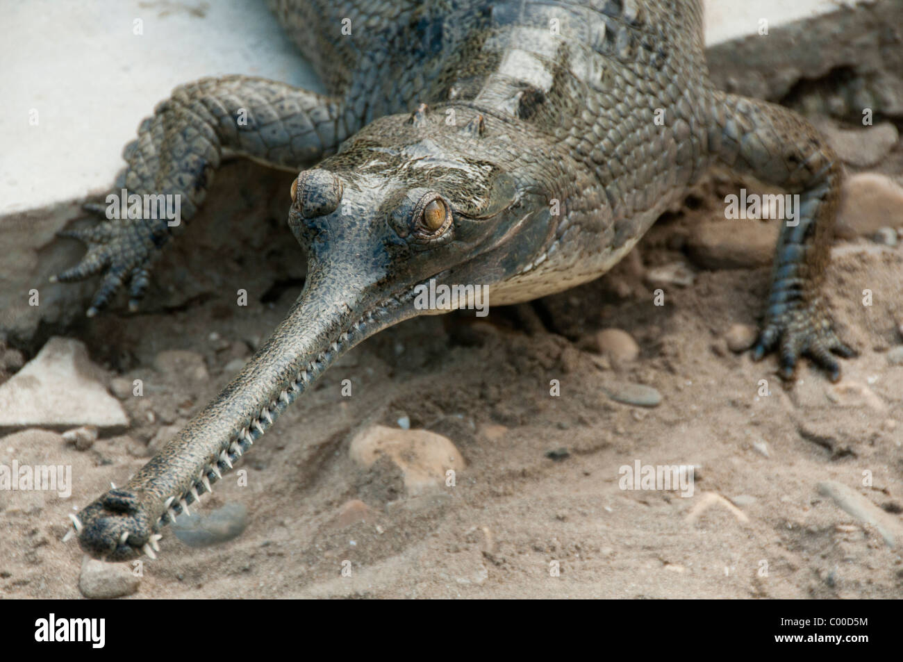 Gharial (Gavialis gangeticus) crocodile in Chitwan National Park, Nepal Stock Photo