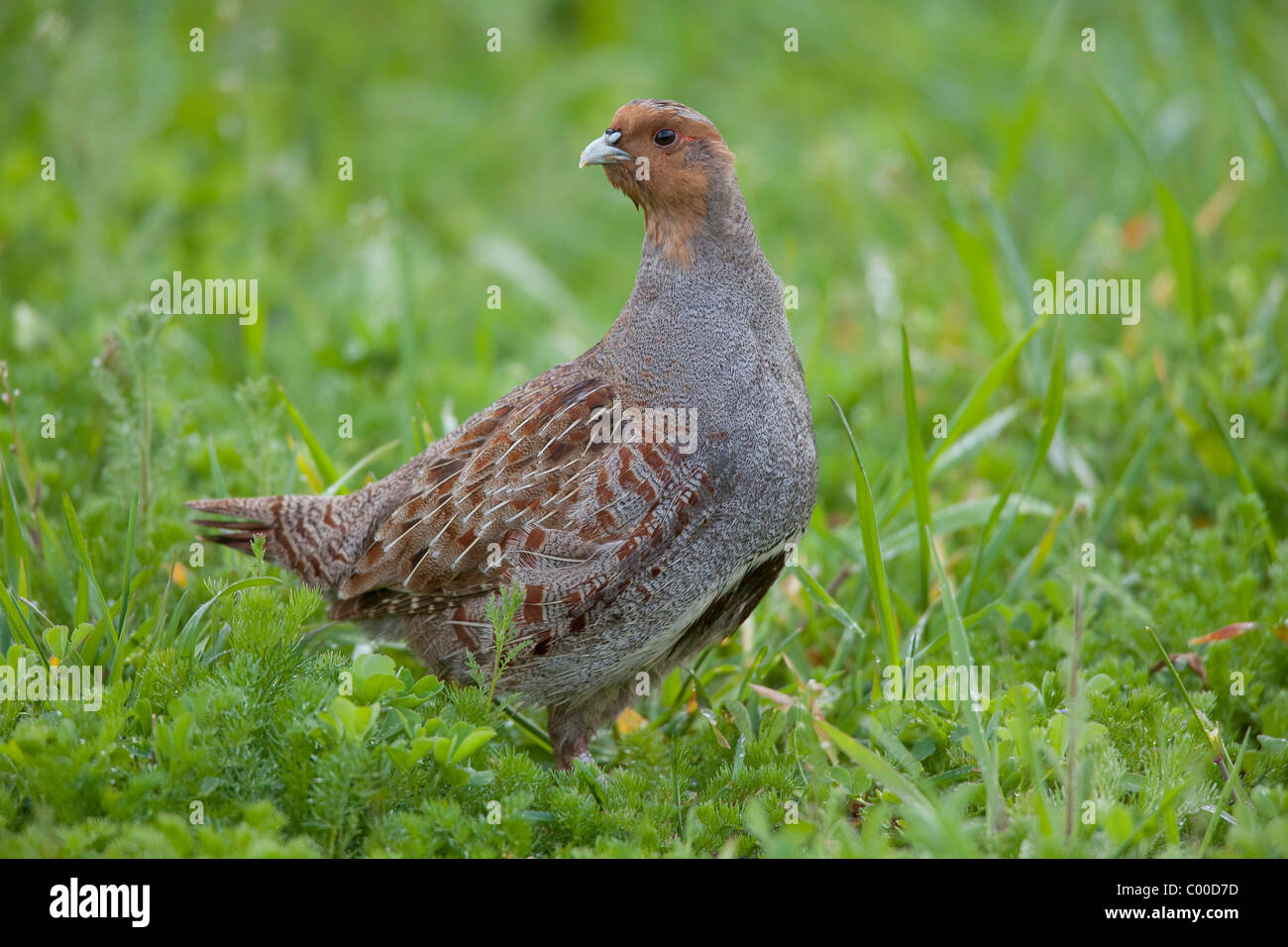 Grey Partridge - standing on meadow / Perdix perdix Stock Photo