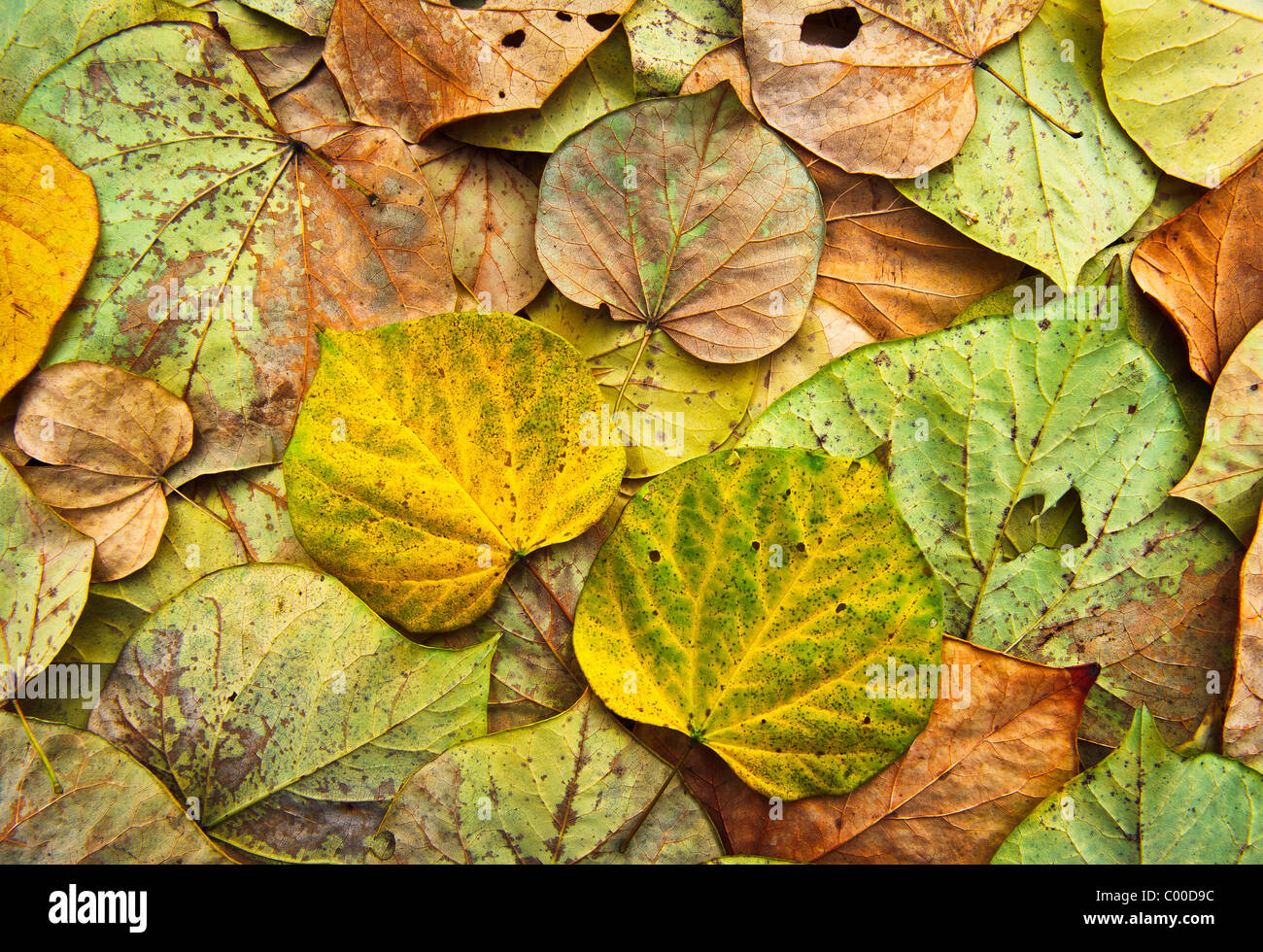 Colorful, vibrant Eastern Red Bud tree leaves form an intricate pattern, showing various states of returning back to the soil. Stock Photo