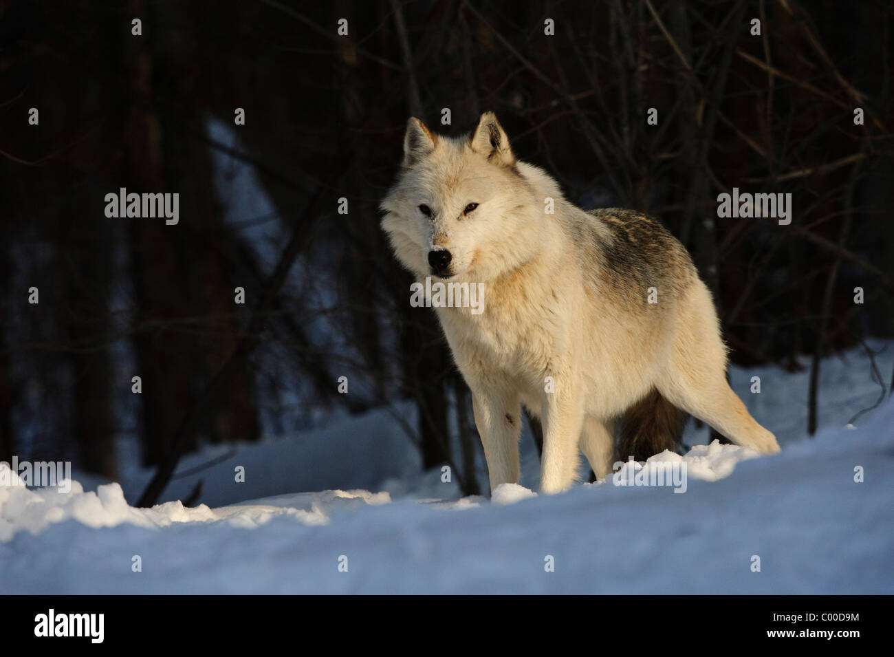 A white alpha male grey wolf watches over his pack in winter snow cover at this wolf preserve in Canada. Stock Photo