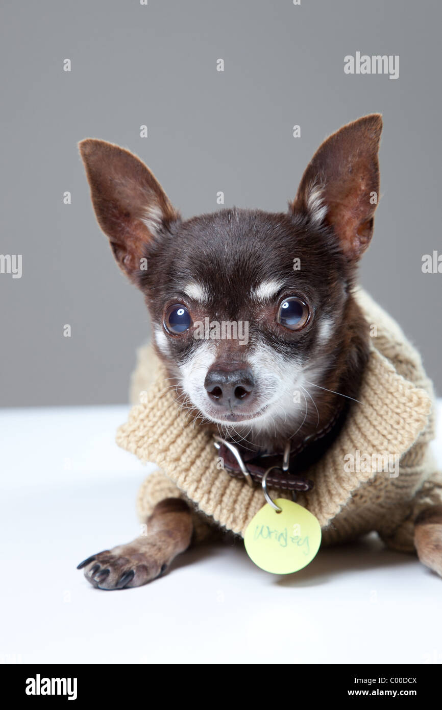 Studio photos of a dark brown Chihuahua dog in a light brown sweater Stock Photo