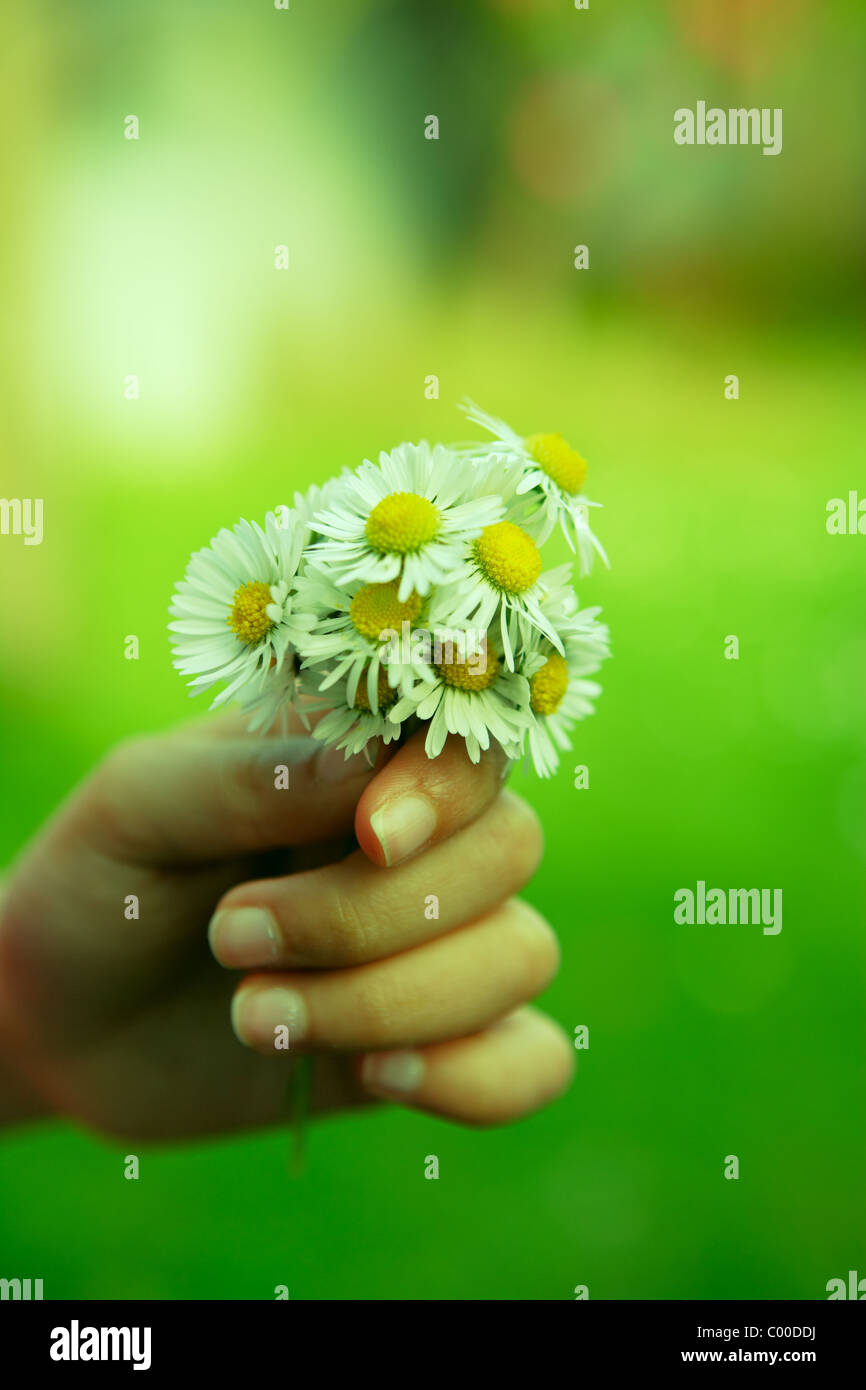 Girl holds bunch of daisies Stock Photo