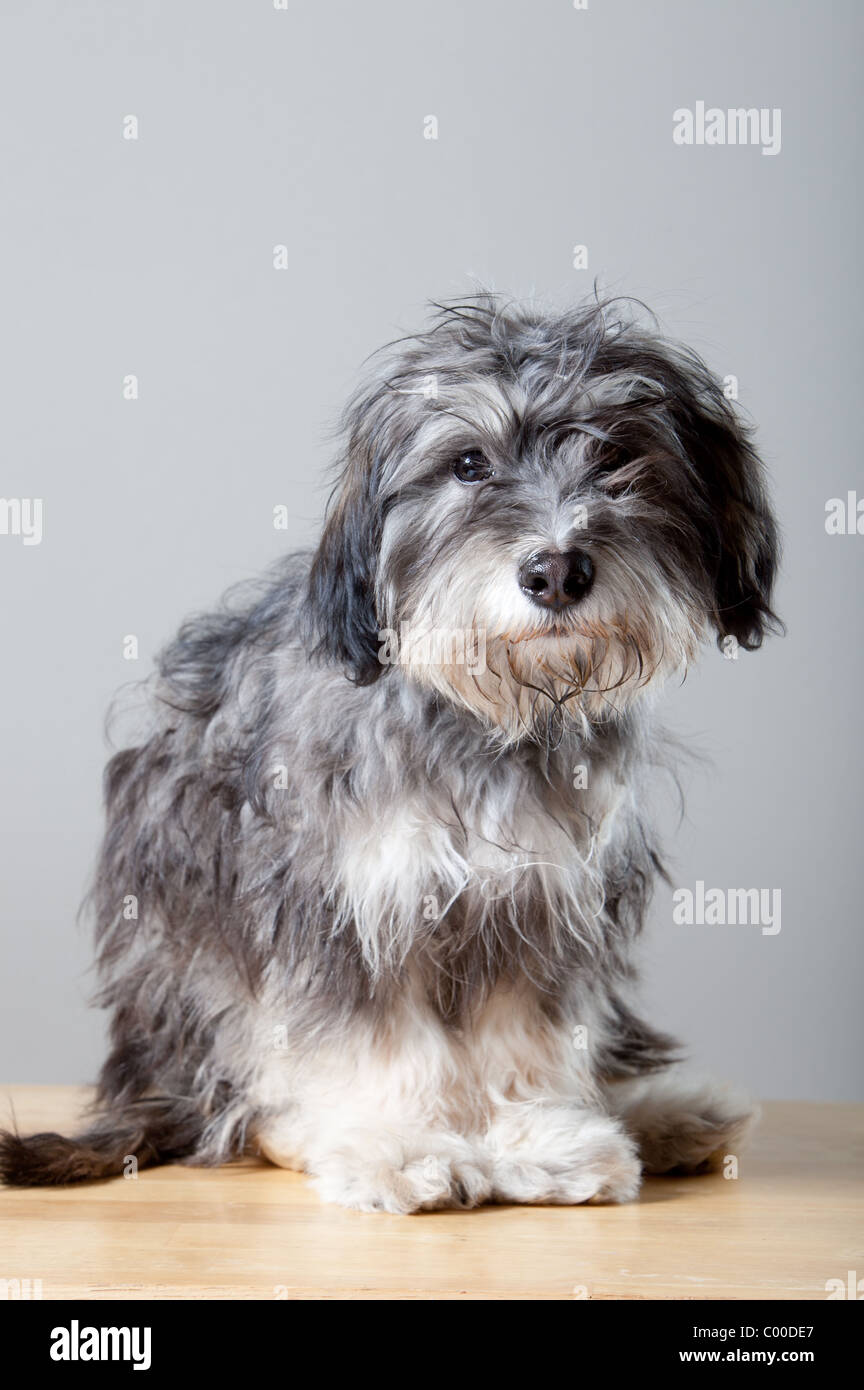 A studio portrait of a gray shaggy dog on a light colored, wooden table Stock Photo