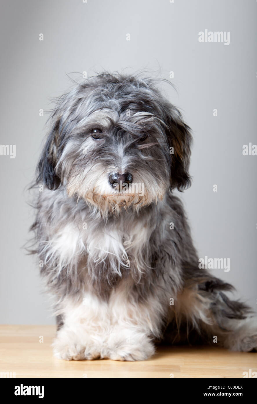 A studio portrait of a gray shaggy dog on a light colored, wooden table Stock Photo