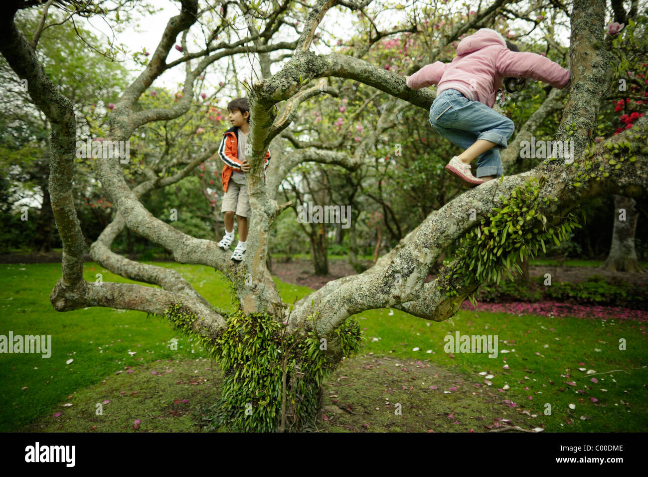 Brother and sister climb tree in a park in New Zealand. Stock Photo