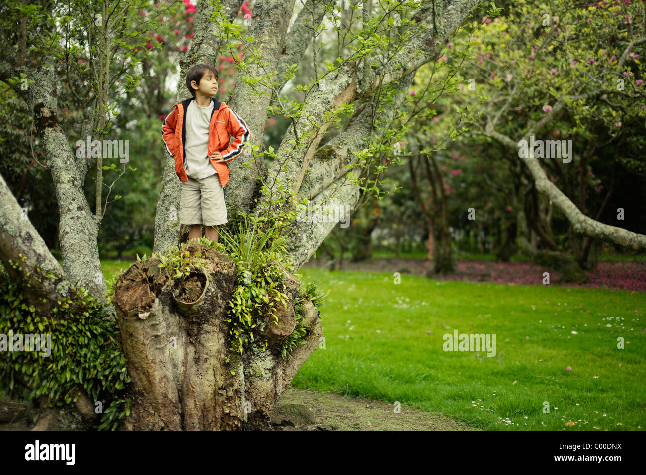Boy stands on tree stump. Stock Photo