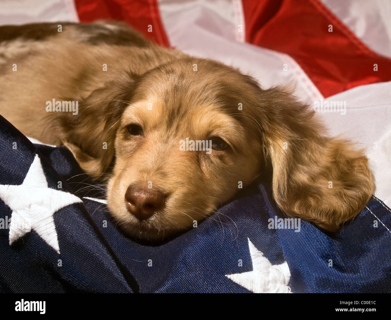 Cute dachshund puppy sleeping on an American Flag Stock Photo
