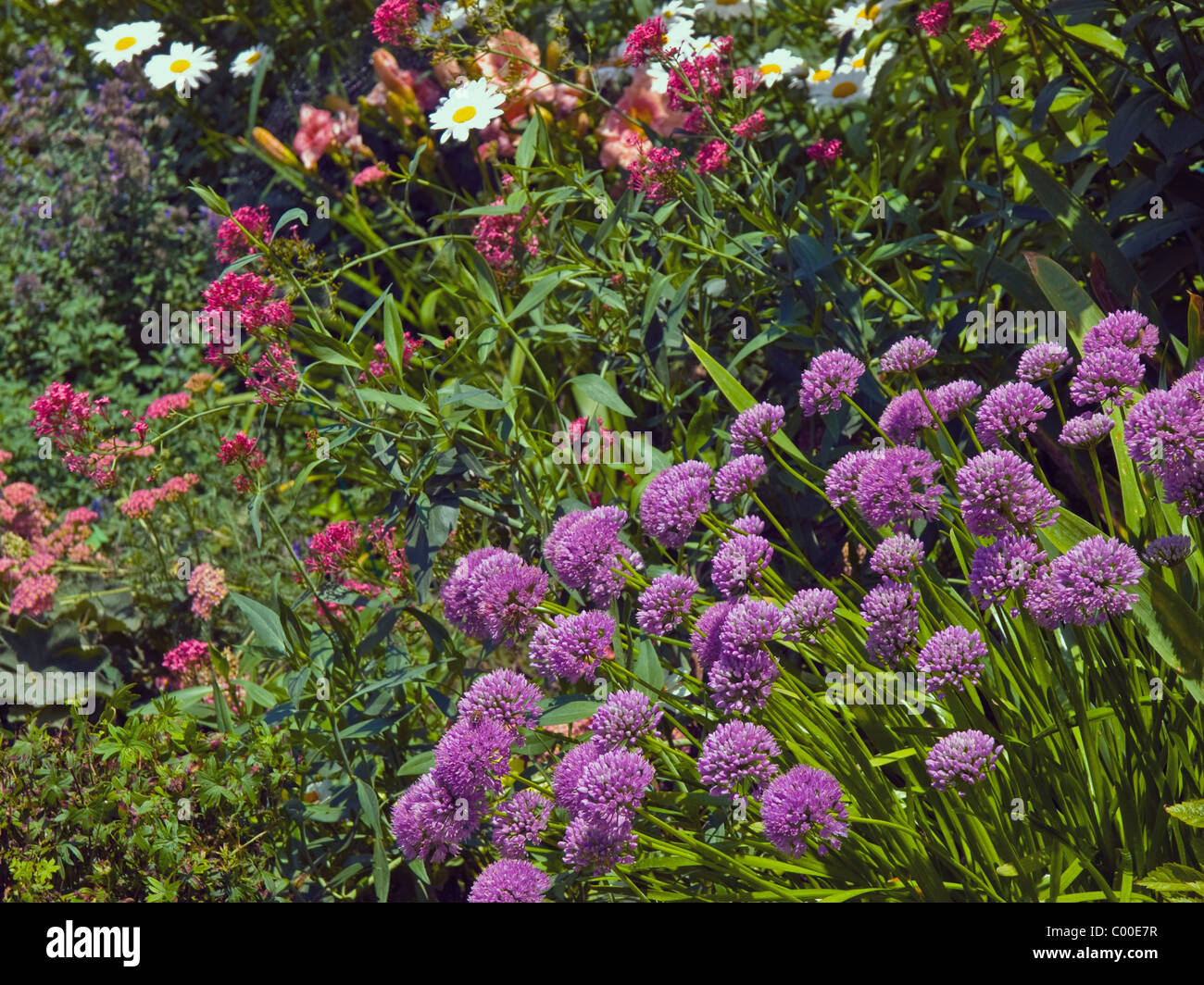 Purple color beautiful flowers hi-res stock photography and images - Alamy