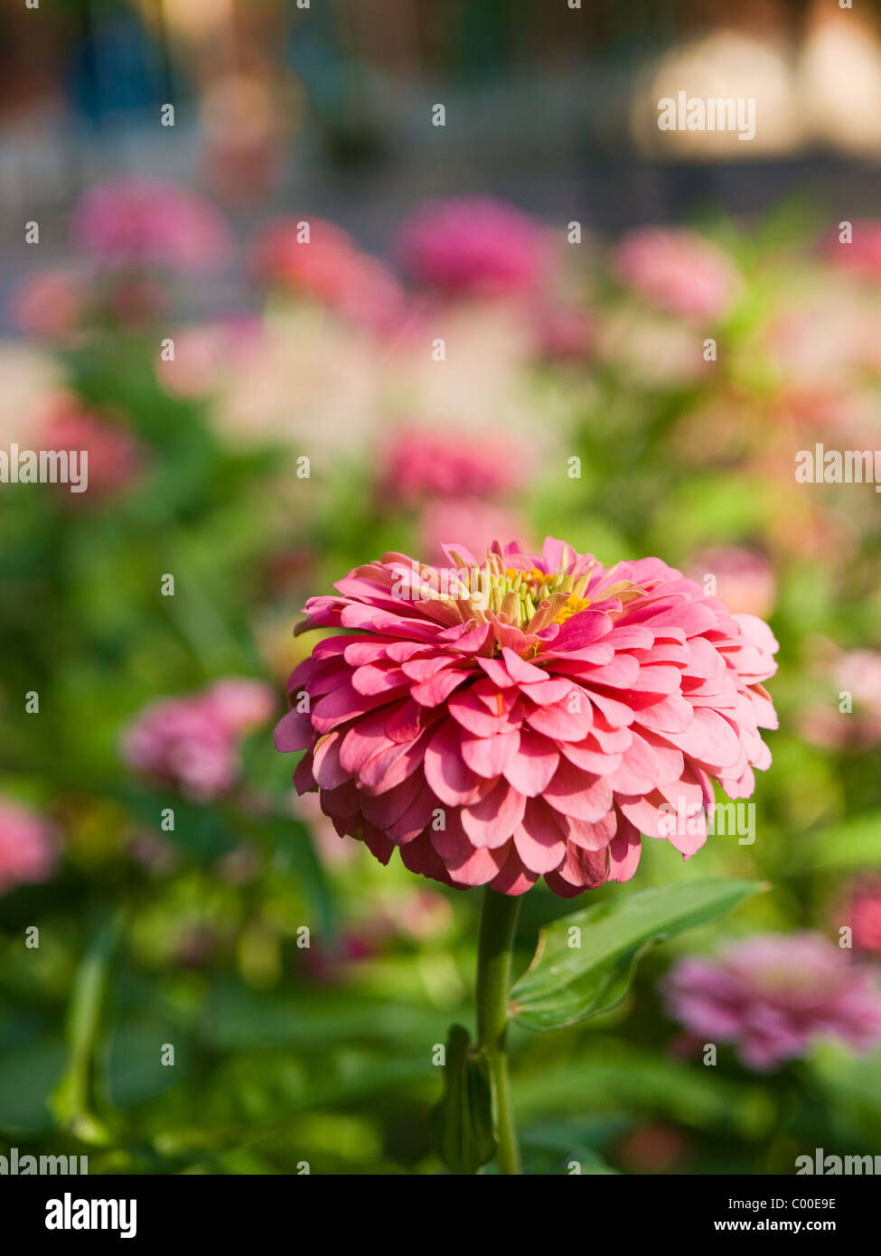 Close up of a beautiful pink petaled zinnia flower with the rest of the garden out of focus Stock Photo