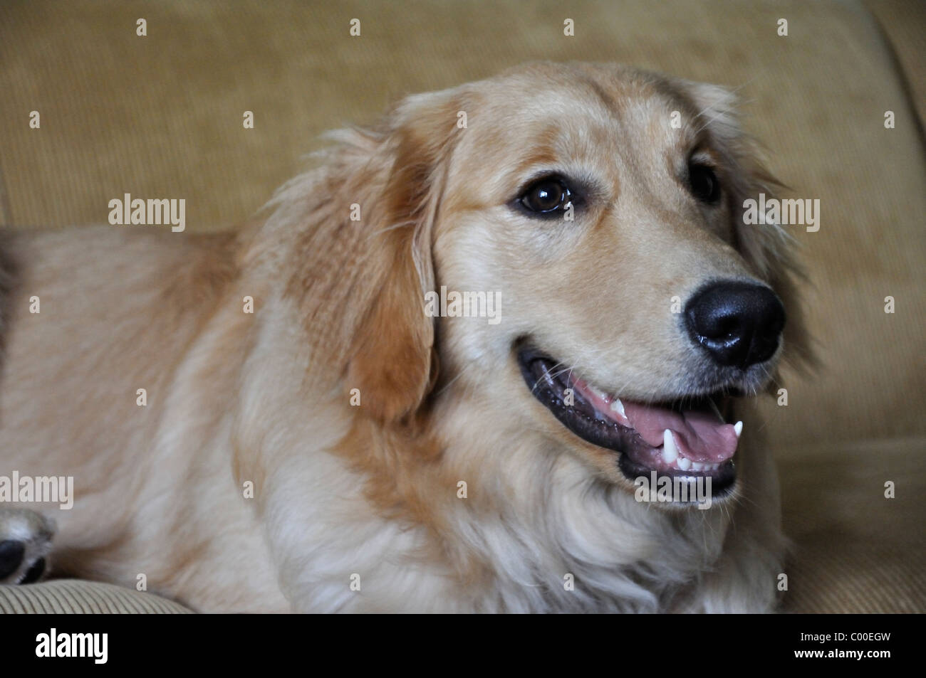 Golden Retriever dog Stock Photo - Alamy