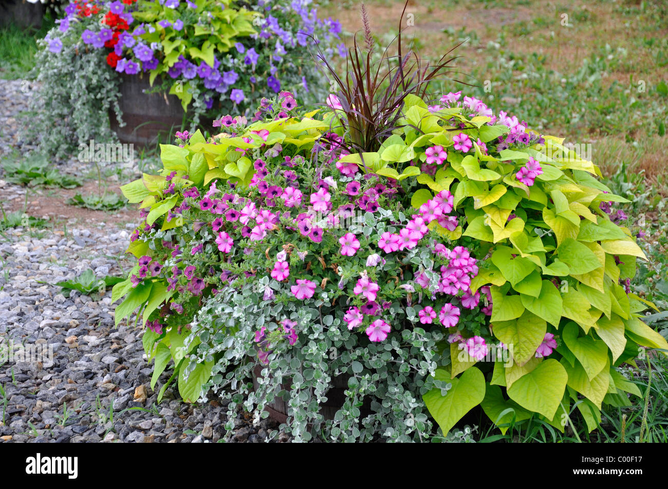 Flowering garden plants Stock Photo - Alamy