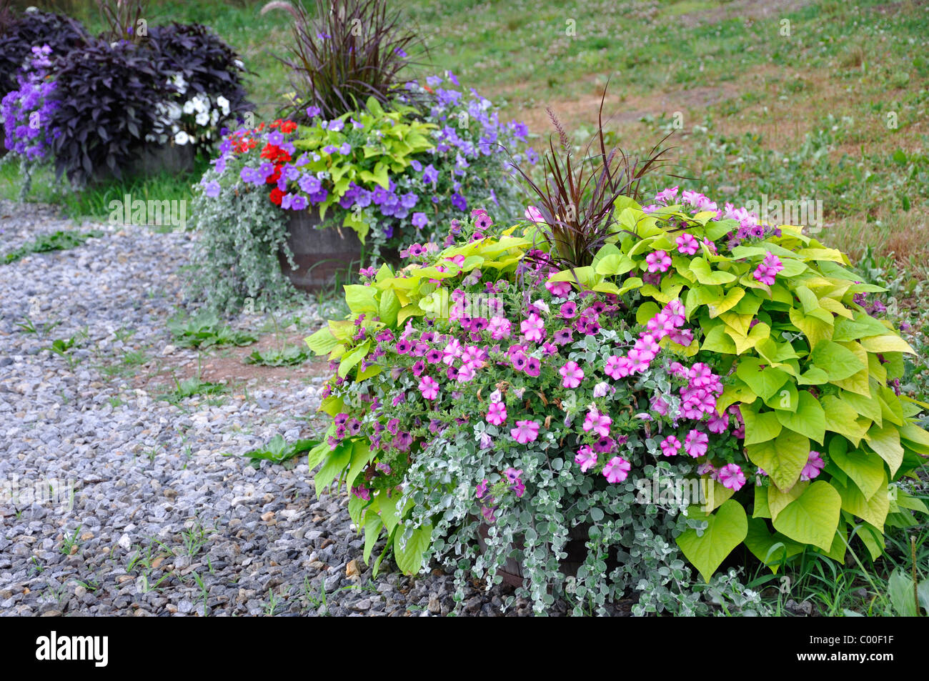 Flowering garden plants Stock Photo - Alamy