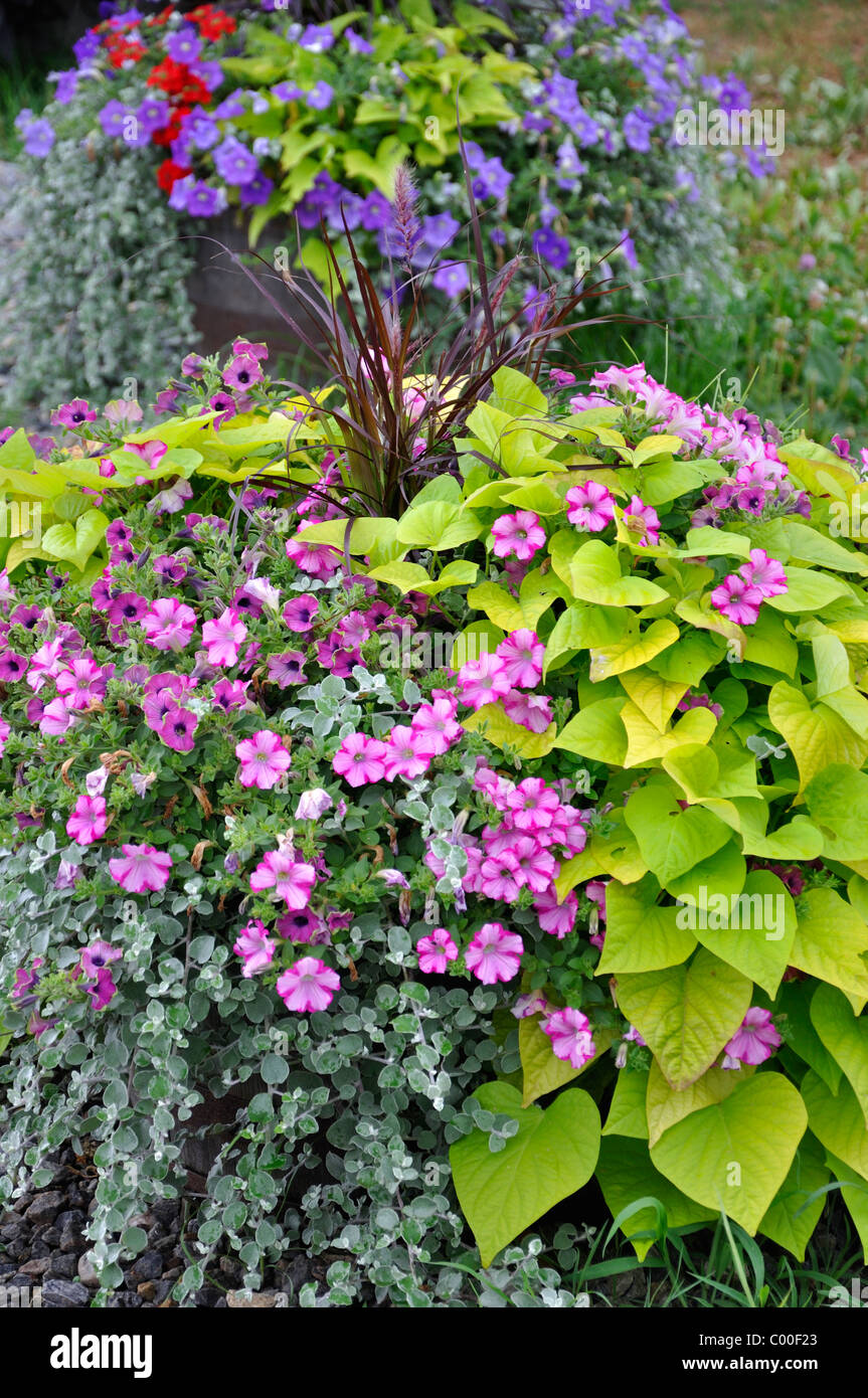 Flowering garden plants Stock Photo - Alamy