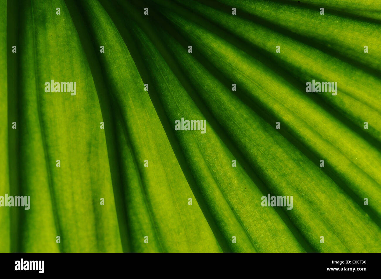 Micro view of the pattern on the surface of a leaf Stock Photo