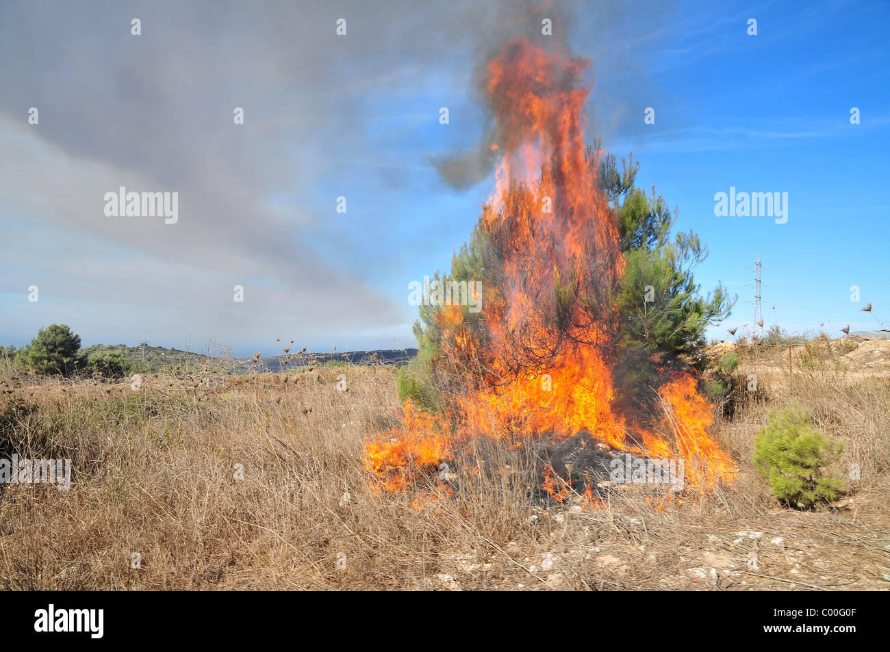 A burning bush young pine tree burning Israel, Carmel forest fire
