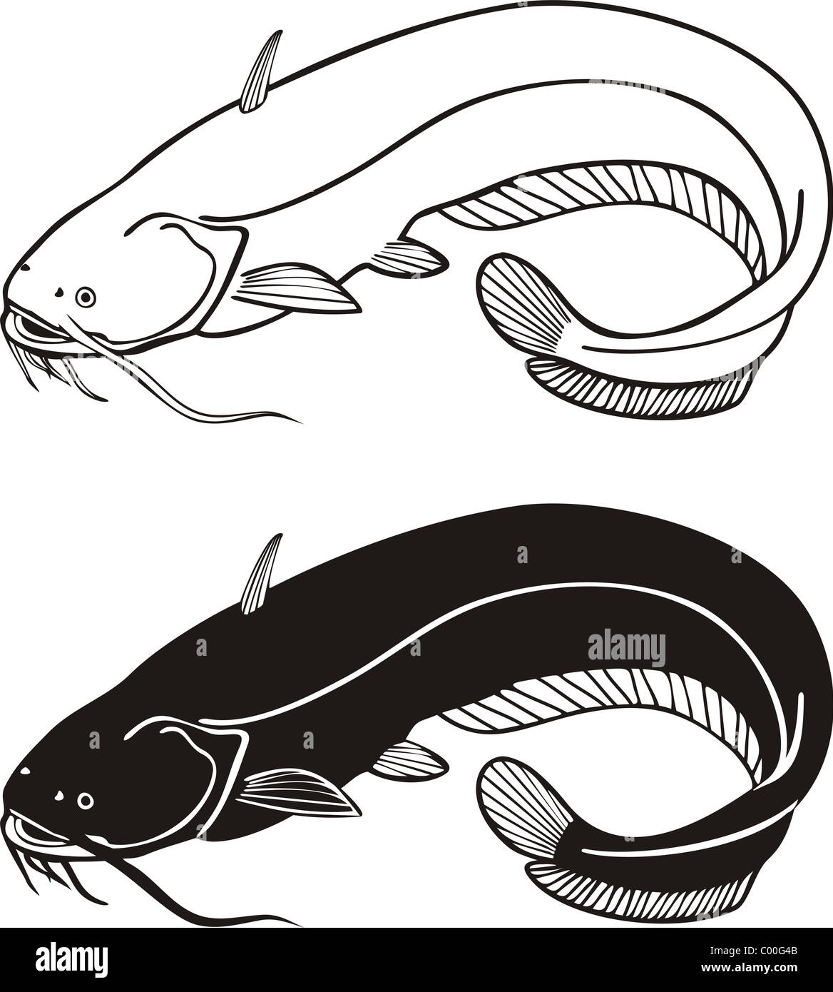 Catfish, vector illustration Stock Photo