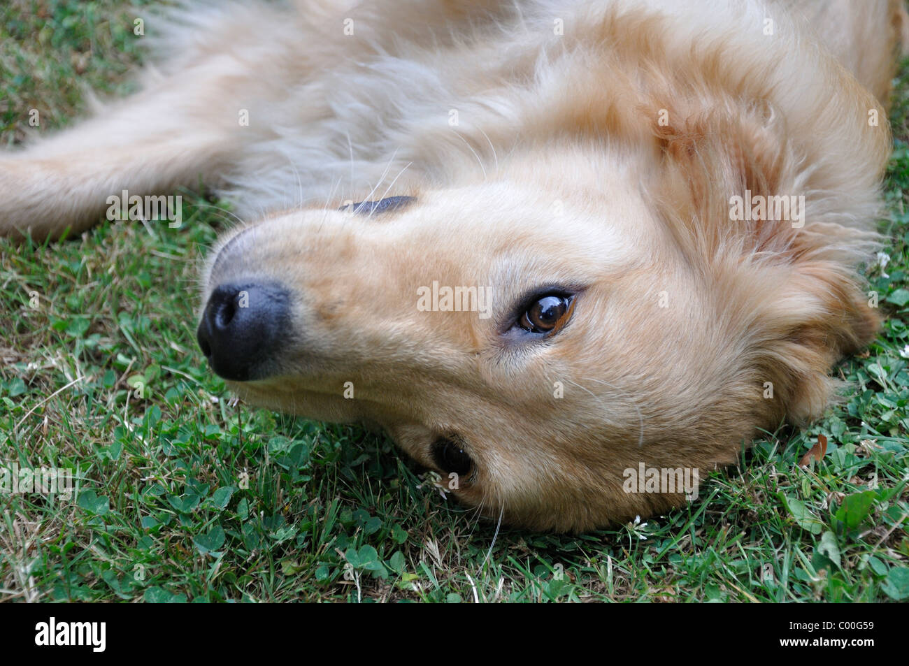 Golden Retriever dog Stock Photo - Alamy