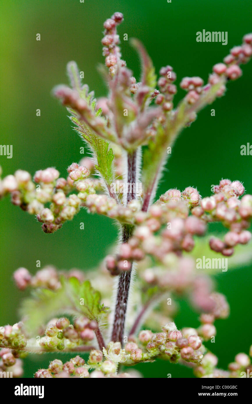 flowers of stinging nettle plant Stock Photo Alamy