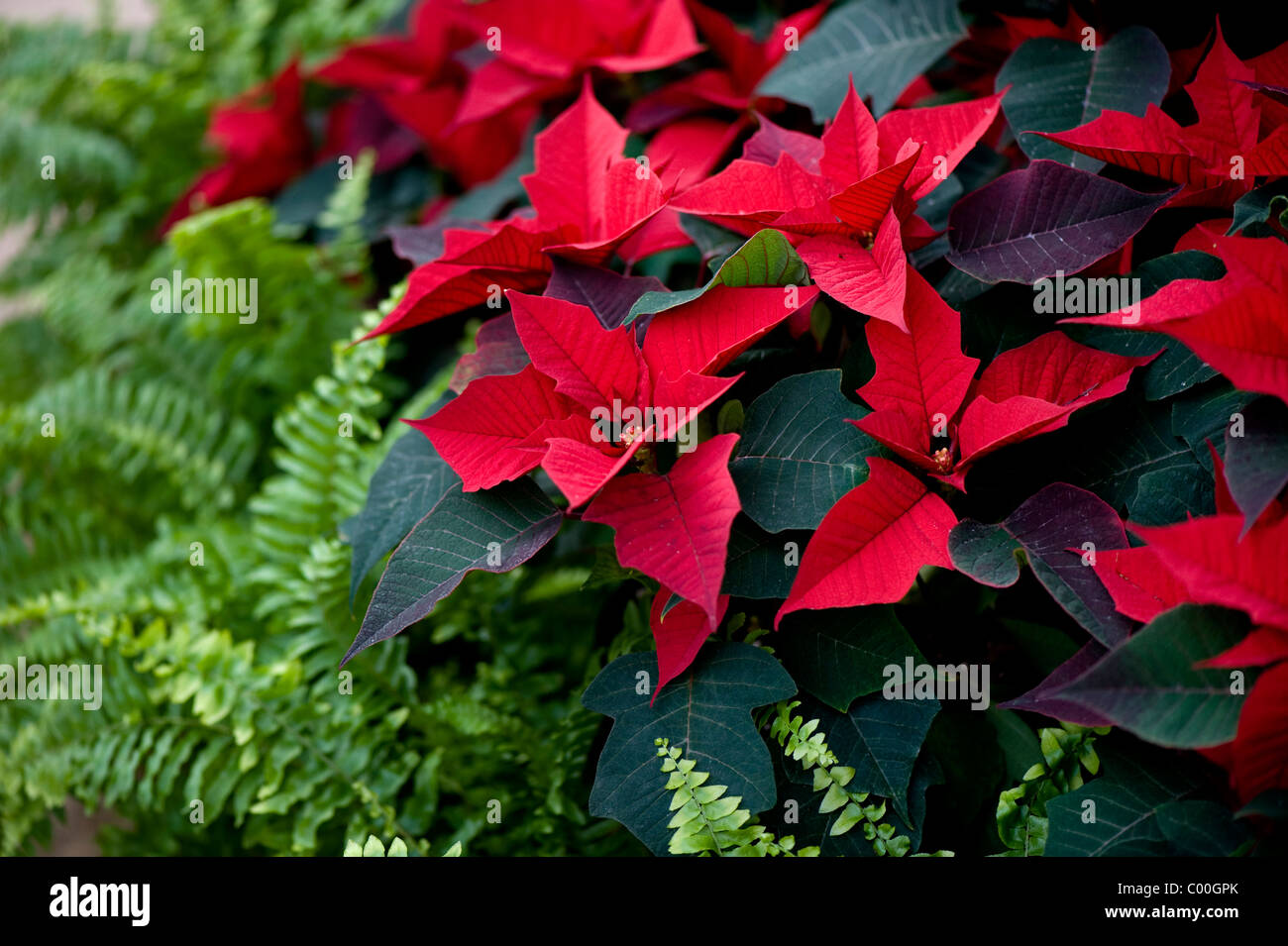Close-up image of vibrant red Poinsettia -  Euphorbia pulcherrima - noche buena festive leaves Stock Photo