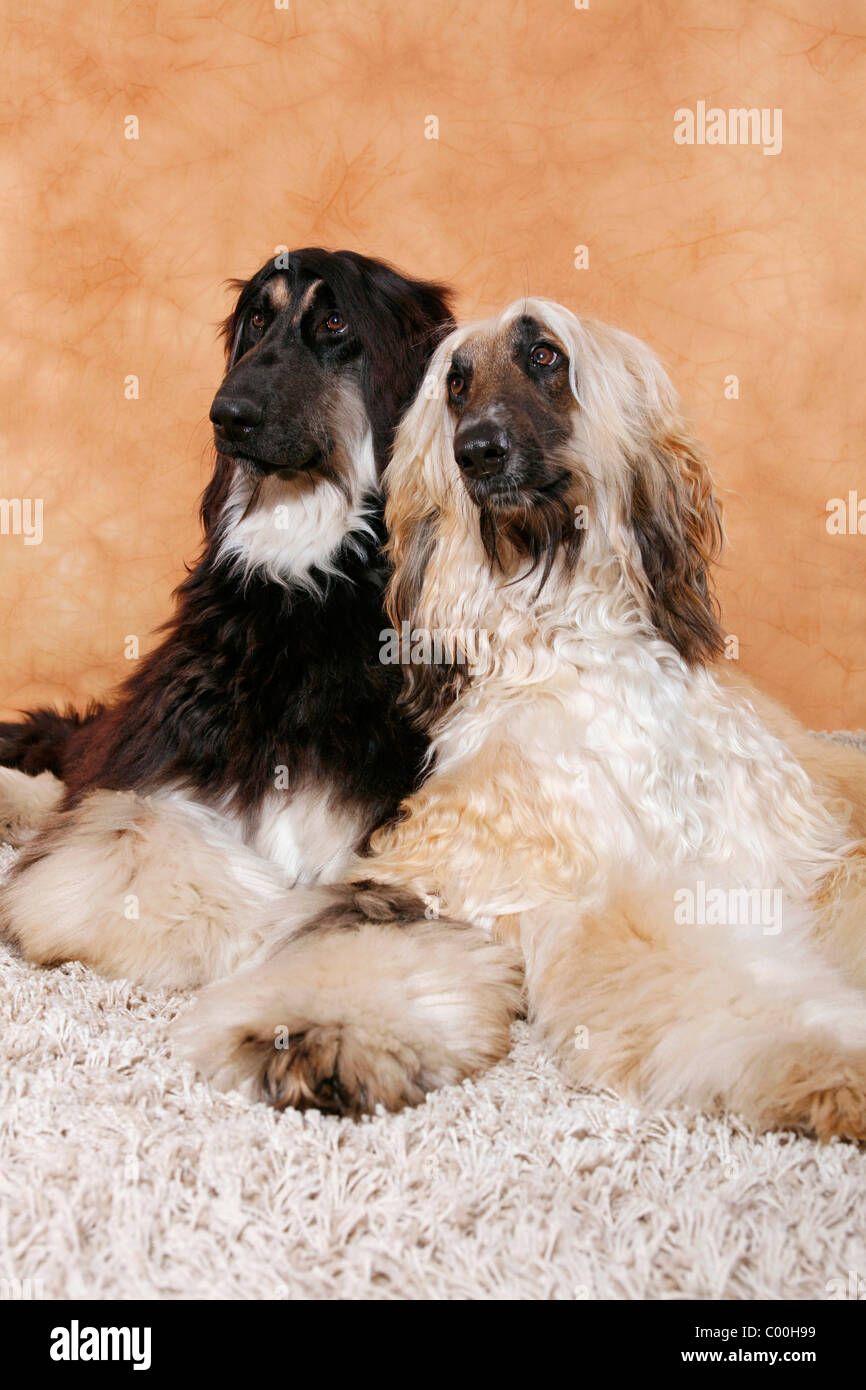 Afghanische Windhunde / Afghan Hounds Stock Photo