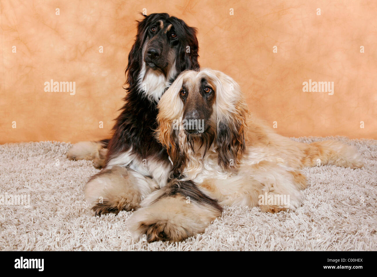 Afghanische Windhunde / Afghan Hounds Stock Photo