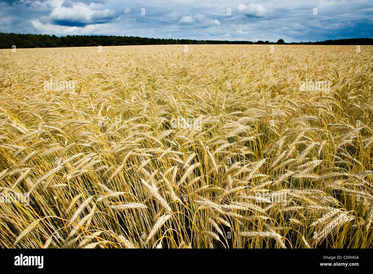 Wheat field before harvest Stock Photo - Alamy