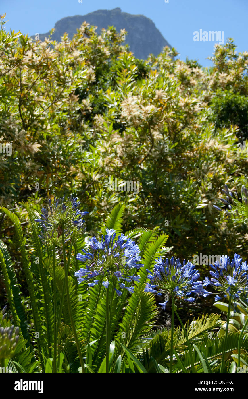 South Africa, Cape Town, Kirstenbosch National Botanical Garden. Stock Photo