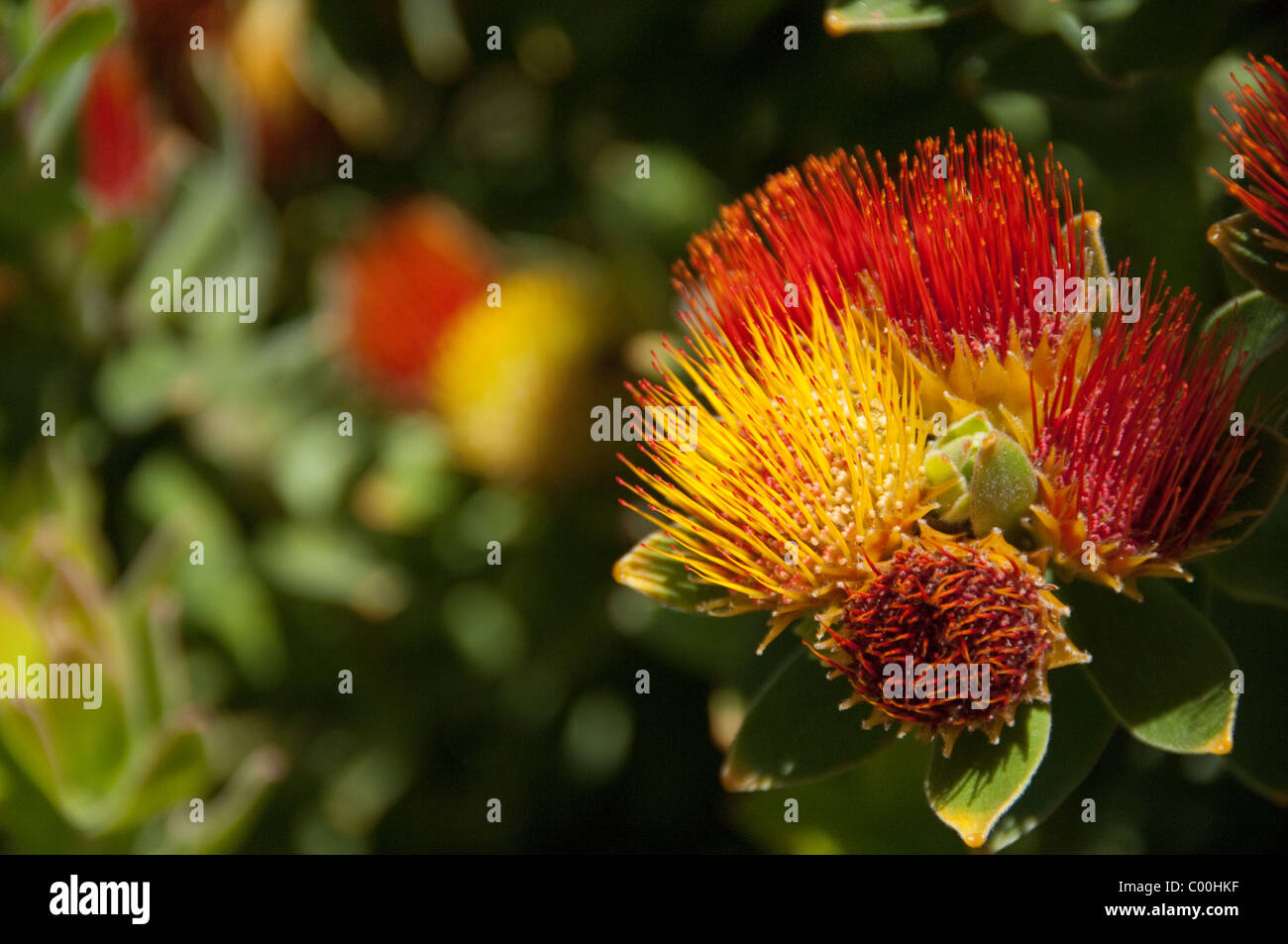 South Africa, Cape Town, Kirstenbosch National Botanical Garden. Protea Garden, Tufted Pincushion. Stock Photo